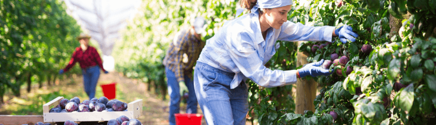  Des salariés et des intérimaires assurent la cueillette des fruits en emploi saisonnier. 